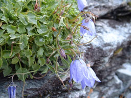 ごあいさつ画像